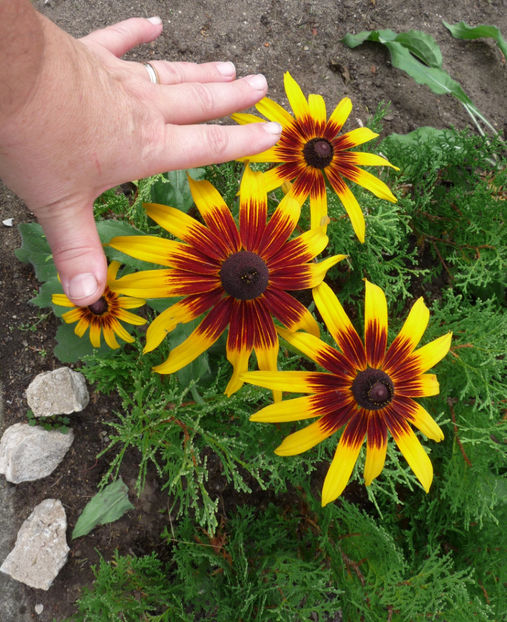  - 2018 - 03 - Toamna