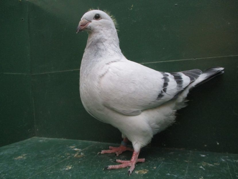 03581-18 - Tineret 2018