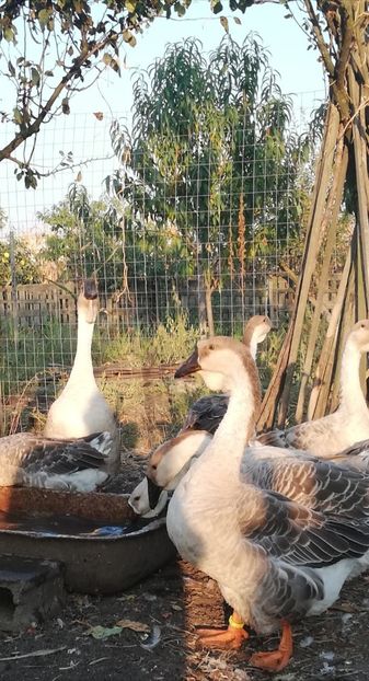  - Boboci de gasca africana 2018