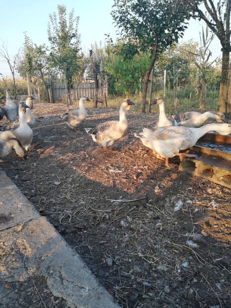  - Boboci de gasca africana 2018