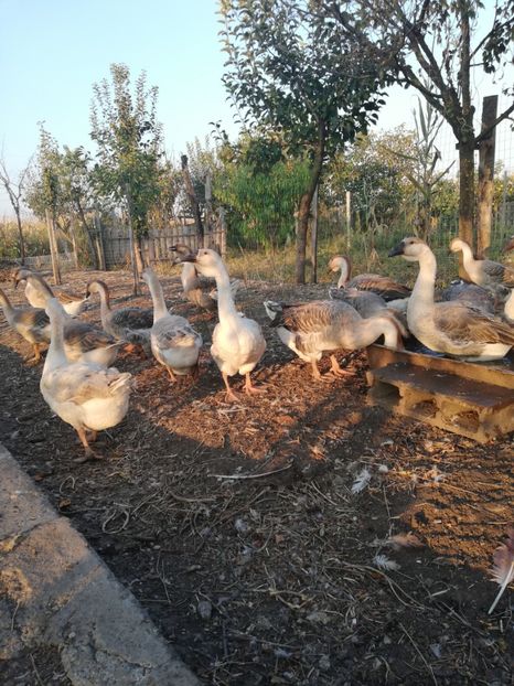  - Boboci de gasca africana 2018