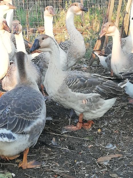  - Boboci de gasca africana 2018