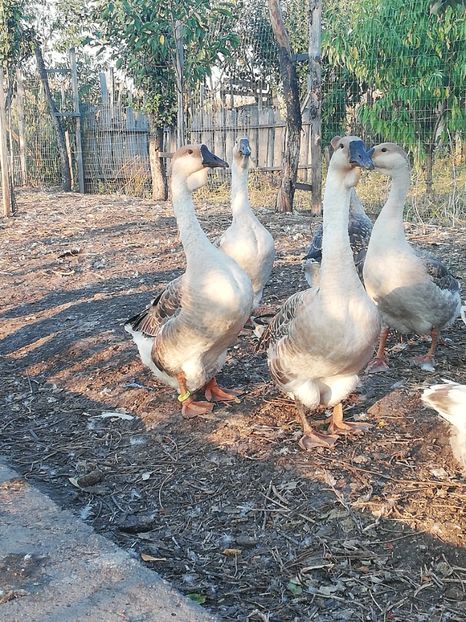 Mama și fiu - Boboci de gasca africana 2018