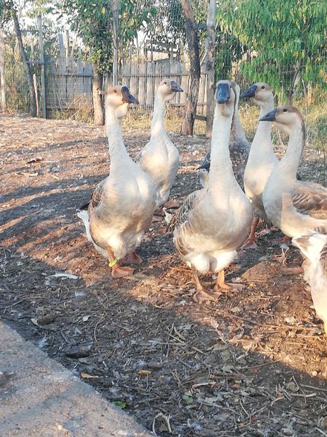  - Boboci de gasca africana 2018