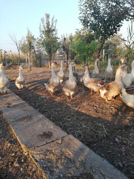  - Boboci de gasca africana 2018