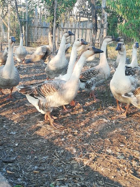  - Boboci de gasca africana 2018