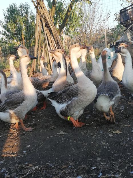  - Boboci de gasca africana 2018