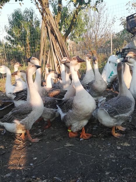  - Boboci de gasca africana 2018