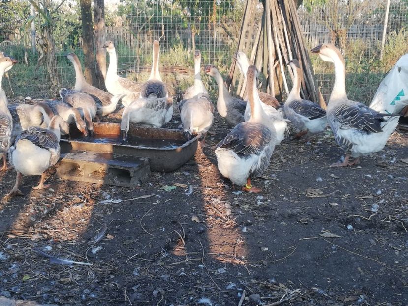  - Boboci de gasca africana 2018