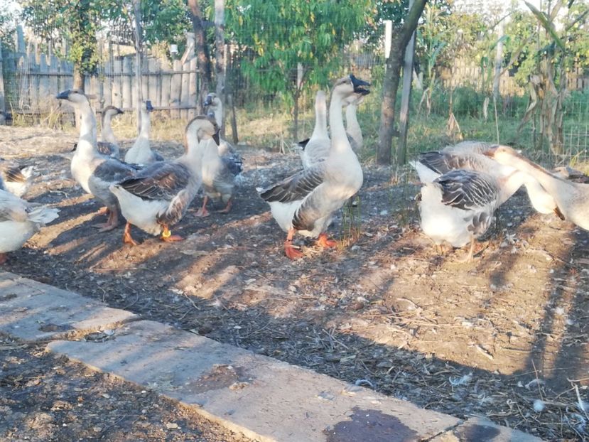  - Boboci de gasca africana 2018