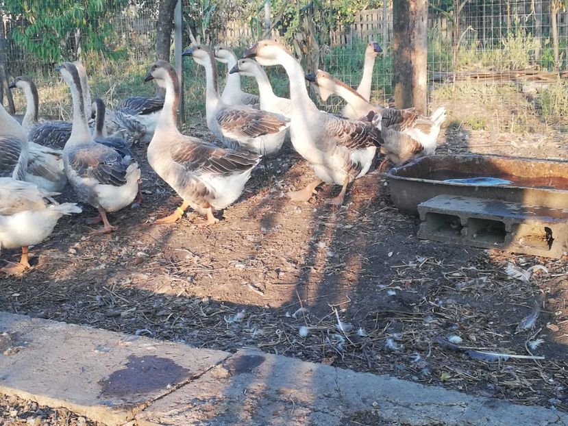  - Boboci de gasca africana 2018