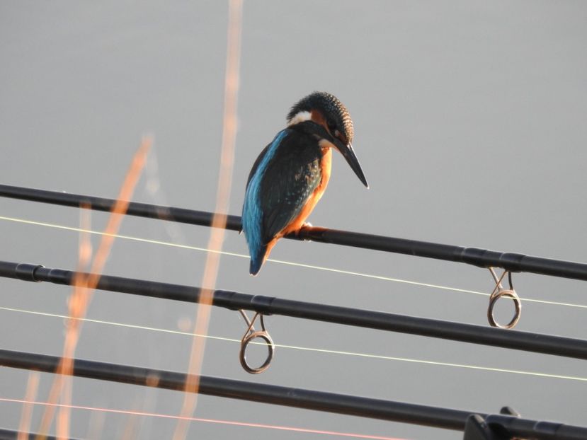 Pescăraș albastru (Alcedo atthis) - FOTOGRAFIE