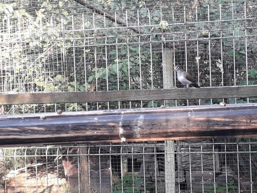  - TURTURELE TAMBURIN