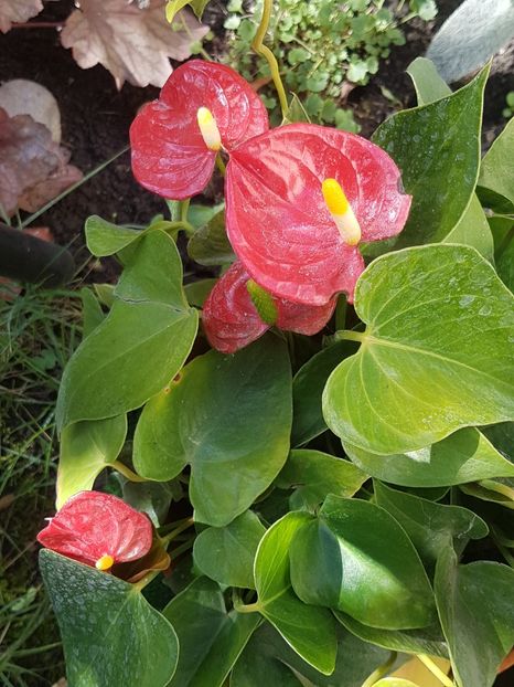 Anthurium-ii place afara la umbra - Alte plante de interior