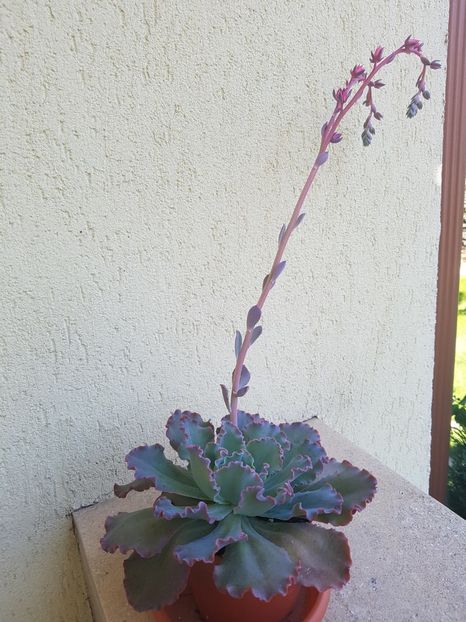  - Echeveria