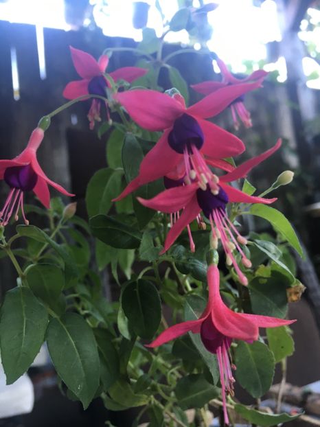 Paula jane - Fucsii 2018