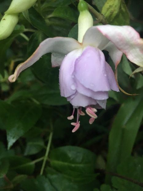 Holly’s beauty - Fucsii 2018