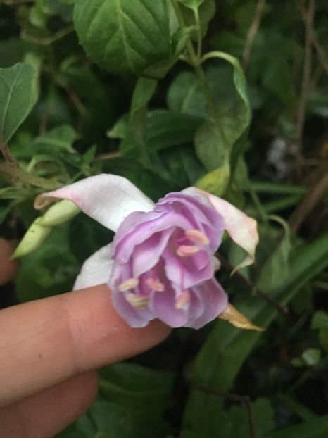 4BF46A98-FE77-41B9-8F7C-B6CE625075C7 - Fucsii 2018