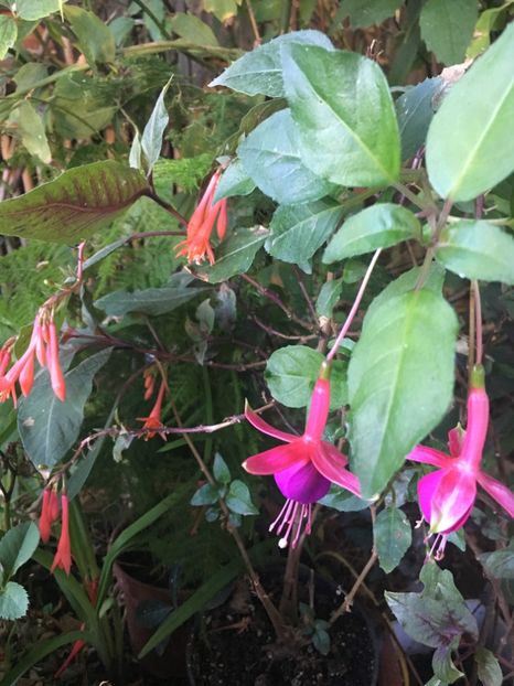 Beacon și garstenmeister - Fucsii 2018