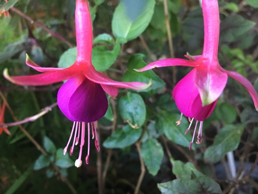 Beacon - Fucsii 2018