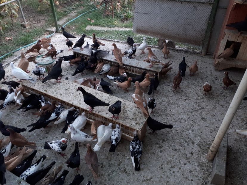  - H1 _ carunculați - sept 2018