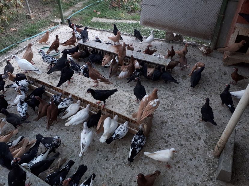  - H1 _ carunculați - sept 2018