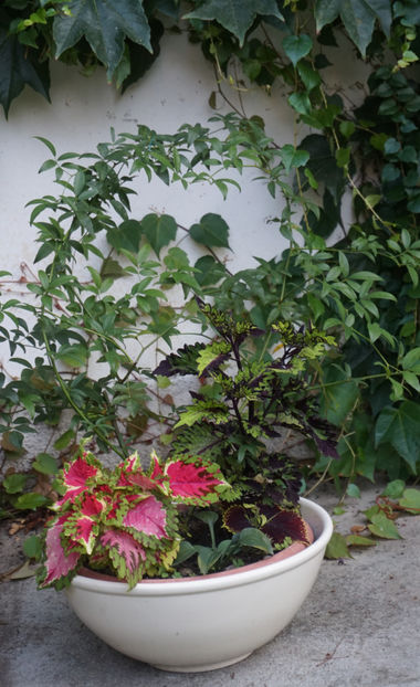  - Lady Banksiae White