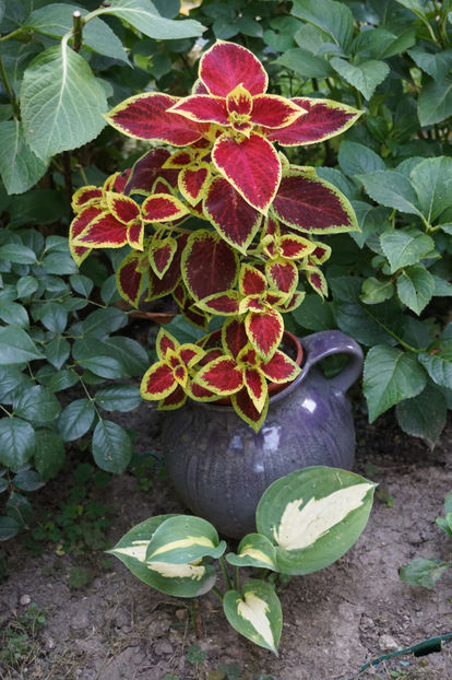  - Hosta 2018- 2022