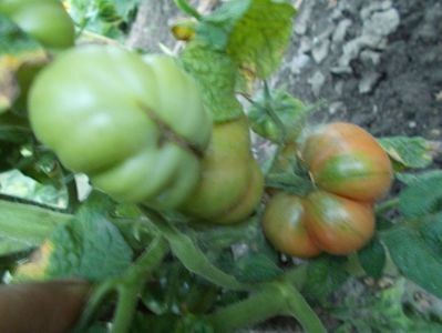 111133759_GSRAAQT - SEMINTE ROSII - DWARF RECESSIV