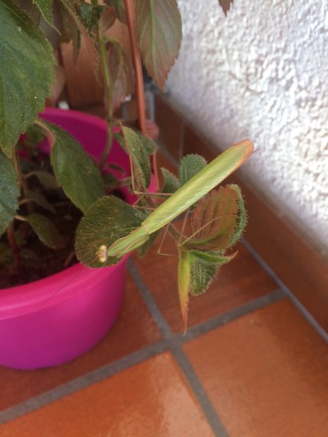 poate ajung și eu în casă :))) - Balconul