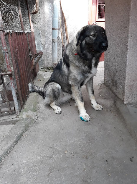  - Novac de pe Somes - Ciobanesc Romanesc Carpatin