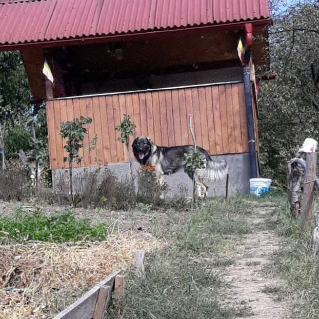  - Novac de pe Somes - Ciobanesc Romanesc Carpatin