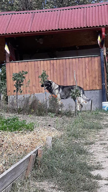 - Novac de pe Somes - Ciobanesc Romanesc Carpatin