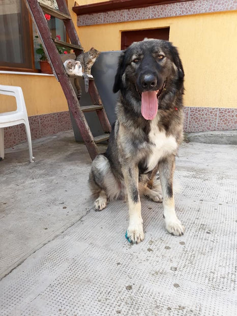  - Novac de pe Somes - Ciobanesc Romanesc Carpatin