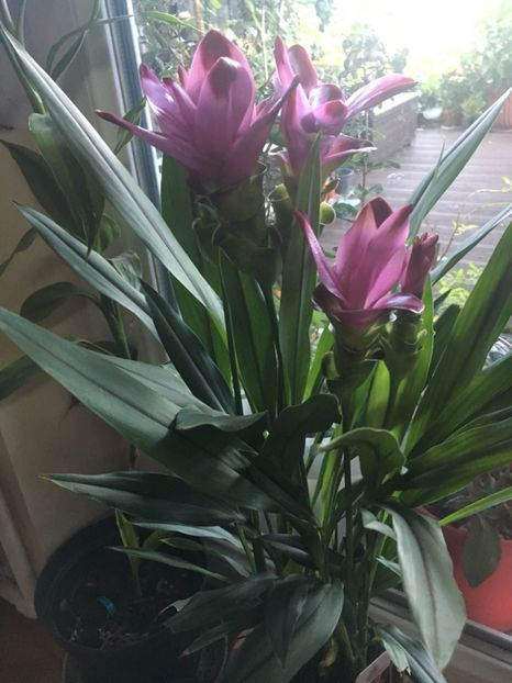 1360B608-1C63-425A-A37E-4DF9925EADC5 - Septembrie 2018