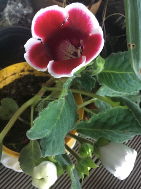 B487E3B3-7D1A-4182-B27C-AE8175100FF6 - Septembrie 2018