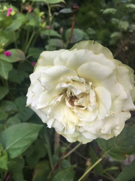 BB40A06E-ED38-4806-8597-6E31E23D32FB - Septembrie 2018