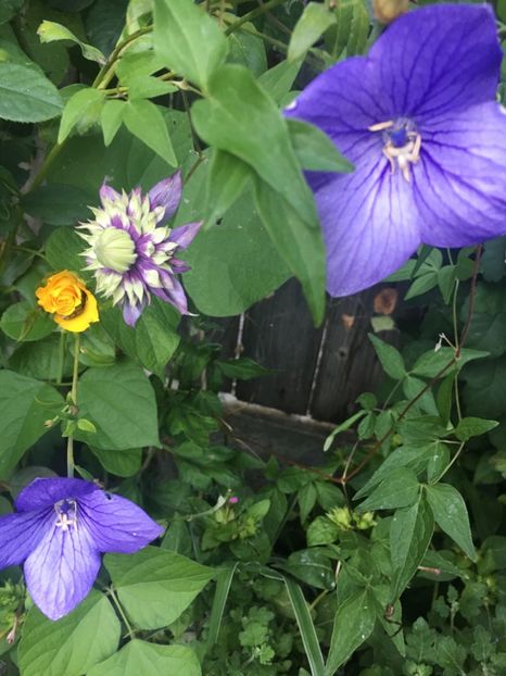 A60E3479-F501-4451-A547-FCC947E3F577 - Septembrie 2018