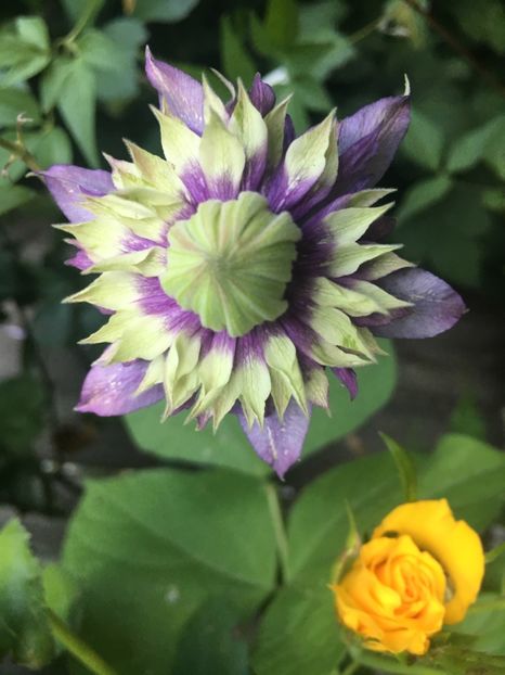 C82E58AB-1620-4AA4-B889-2C2DC64D01D2 - Septembrie 2018