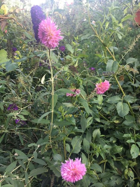 555D2FAC-ACE5-4BDB-9C10-66FE87FAB2D3 - Septembrie 2018