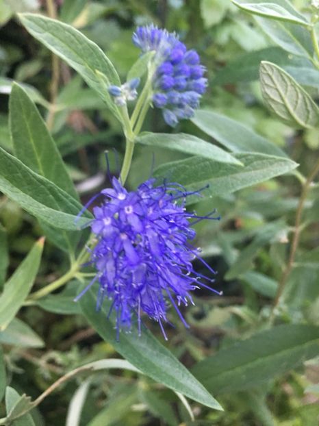 D7C0AE3A-8B1E-4E47-B387-077951B125B6 - Septembrie 2018