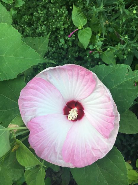 BA4C33C6-E2F4-4236-9C09-1CCDF5DFE172 - Septembrie 2018