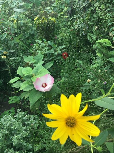 D9E7A38A-FE86-49DA-AC45-A2D308FF4CBC - Septembrie 2018