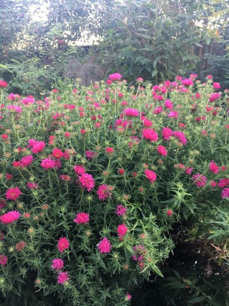 FA2DB46C-C1B9-4E9B-96A8-9F110B7E13BF - Septembrie 2018