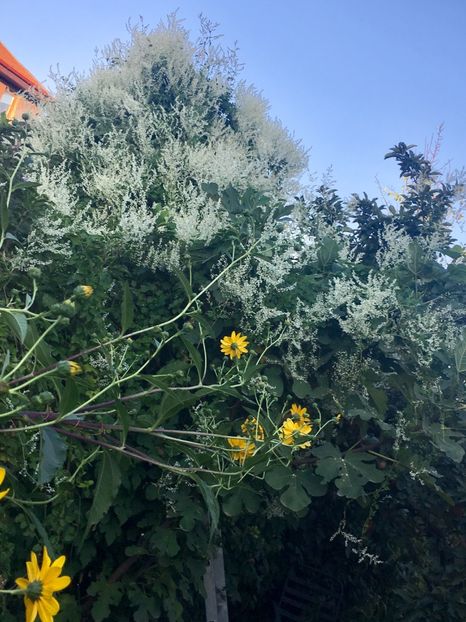 1F1CA142-3239-4154-9F90-EA0964644725 - Septembrie 2018