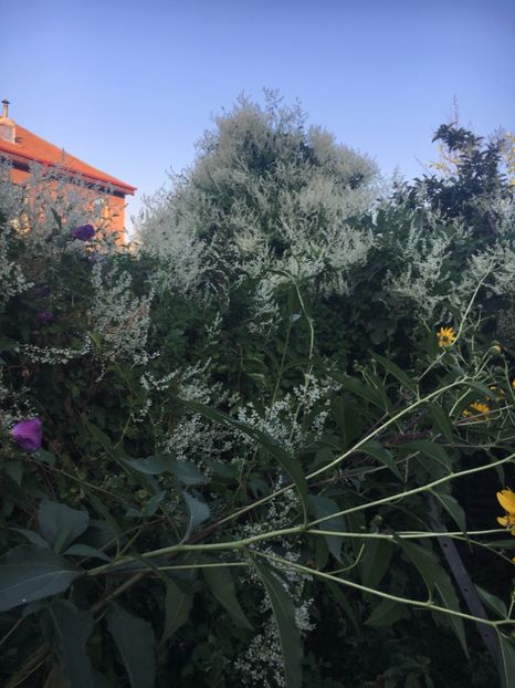 3AF0ED21-7608-4FCC-823C-F3D48F2C8891 - Septembrie 2018