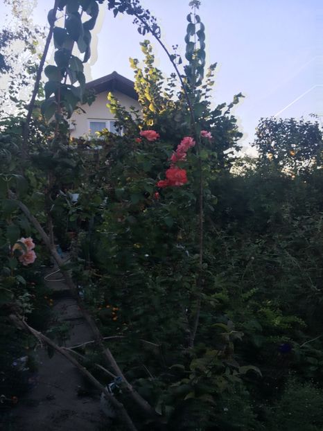 4238A01A-1C9F-459B-8257-7823F6A8EDA4 - Septembrie 2018