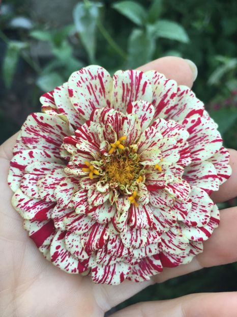 2A78E0A5-7BF2-4B3C-8EE4-B0D11934DAFF - Septembrie 2018