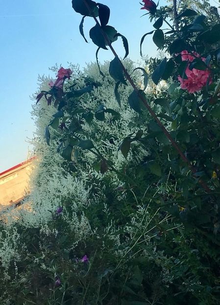 6F7E513C-07AF-426E-A8E0-A745BA7280B4 - Septembrie 2018