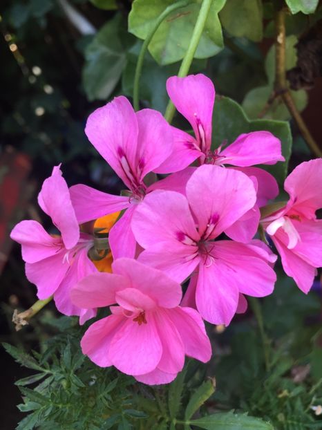 C6BA3EB0-9433-498A-916E-83A46D202577 - Muscate 2018